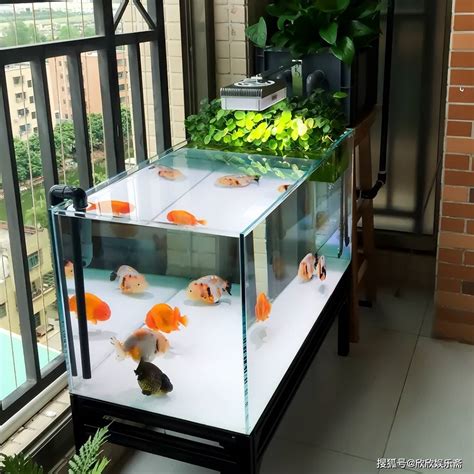 增加氣場 金魚缸香港